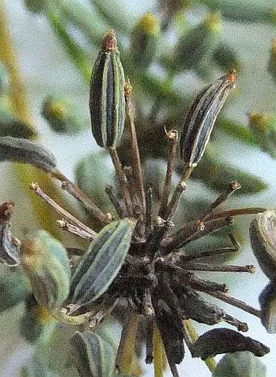 vorm van een venkelzaadje als inspiratie voor penpunt